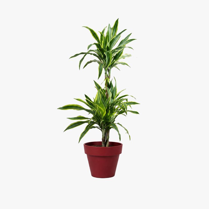 Decorative plant